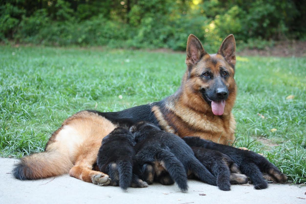 https://ohertannen.com/wp-content/uploads/2024/04/Tinka-and-pups.jpg